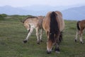 group of horses pacing in the mountains at sunset Royalty Free Stock Photo