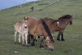 group of horses pacing in the mountains at sunset Royalty Free Stock Photo