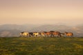 group of horses pacing in the mountains at sunset Royalty Free Stock Photo