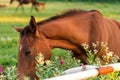 Group of horses on the pasture