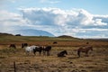 Group of horses pasturing in a spacy field