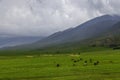 Herd of horses grazing in grassy field with mountains in the background Royalty Free Stock Photo