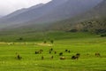 Herd of horses grazing in grassy field with mountains in the background Royalty Free Stock Photo