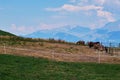 Group of horses in a pound in the alps Royalty Free Stock Photo