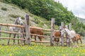 Group of horses