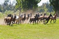 A group of about 20 horses run through the field Royalty Free Stock Photo