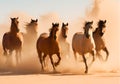 Group of horses running free in a desert sand dust. Royalty Free Stock Photo