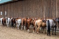 Group of horses saddled and bridled up ready for a trail ride, lined up along barn outside wall