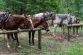 Group of horses saddled and bridled up and taking a break from a trail ride, tied up to wood hitching posts in the rain