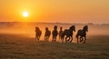 A group of horses is seen galloping across an open field during a sunset. The sky is a Royalty Free Stock Photo
