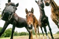 Group of horses in stable Royalty Free Stock Photo