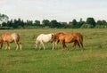 Group of horses in a summer pasture, in the countryside