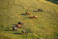 Group of horses at sunset Royalty Free Stock Photo