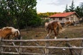 Group of horses surrounded by a wooden fence at a farm with a log house in the background Royalty Free Stock Photo