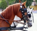 Group of horses towing a carriage summertime Royalty Free Stock Photo