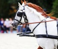 Group of horses towing a carriage summertime Royalty Free Stock Photo