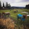 Group of horses wearing blankets graze on green pasture. Royalty Free Stock Photo