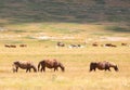 group of horses in the wild grazing and grazing the grass undist Royalty Free Stock Photo