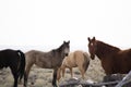 Horse on Wild Horse Ranch, Laramie, Wyoming