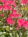 Many Bright Pink Tulips Side View Soft Focus