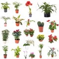 Group of house plants Royalty Free Stock Photo