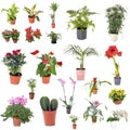 Group of house plants Royalty Free Stock Photo