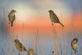 A group of House sparrows Passer domesticus perched on a reed branches in the golden morning sun.