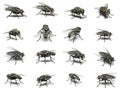 Group of Housefly isolated on white background. Royalty Free Stock Photo