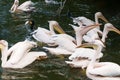 Group huge Great white pelican or pink pelican feeding in the lake with fish, the bird is listed in the red book, close-up,