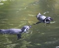 Humboldt penguin Royalty Free Stock Photo