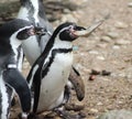 Humboldt penguin Royalty Free Stock Photo