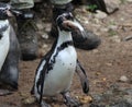 Humboldt penguin Royalty Free Stock Photo