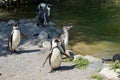 A group of Humboldt\'s penguins, in Latin called spheniscus humboldti. Royalty Free Stock Photo