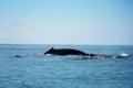 Group of humpback whales in Corcovado National Park of Costa Rica Royalty Free Stock Photo