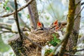Group of hungry baby birds sitting in their nest on blooming tree with mouths wide open waiting for feeding. Young birds cry Royalty Free Stock Photo