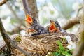 Group of hungry baby birds sitting in their nest on blooming tree with mouths wide open waiting for feeding. Young birds cry Royalty Free Stock Photo