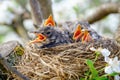 Group of hungry baby birds sitting in their nest on blooming tree with mouths wide open waiting for feeding. Young birds cry Royalty Free Stock Photo