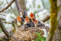 Group of hungry baby birds sitting in their nest on blooming tree with mouths wide open waiting for feeding. Young birds cry Royalty Free Stock Photo