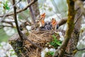 Group of hungry baby birds sitting in their nest on flowering tree with mouths wide open waiting for feeding. Young birds cry Royalty Free Stock Photo