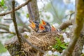 Group of hungry baby birds sitting in their nest on flowering tree with mouths wide open waiting for feeding. Young birds cry Royalty Free Stock Photo