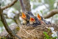 Group of hungry baby birds sitting in their nest with mouths wide open waiting for feeding. Young birds with orange beak cry, Royalty Free Stock Photo