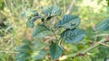 An infestation of a group of hungry Caterpillars eating the leafs of a plant