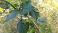 An plague of an army of hungry caterpillars eating the leafs of a plant Royalty Free Stock Photo