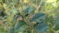 A group of hungry Caterpillars eating the leafs of a plant Royalty Free Stock Photo