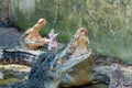 Group of hungry crocodiles resting in the pond at the crocodile farm Royalty Free Stock Photo