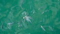 Group of hungry fish eating bread crumbs on the surface of the sea