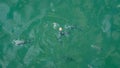 Group of hungry fish eating bread crumbs on the surface of the sea