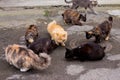 A group of hungry homeless city cats in typical Odessa old town courtyard sitting on a ground and asking for food.