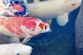 Koi fish feeding in a pond Royalty Free Stock Photo