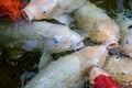 Koi fish feeding in a pond Royalty Free Stock Photo